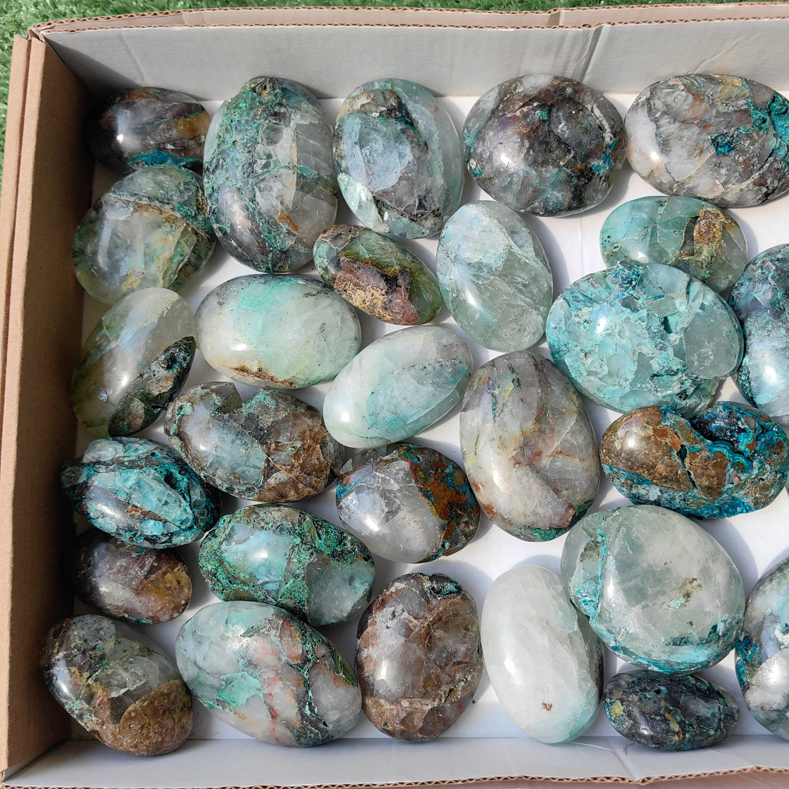 Lot 33 pcs Quamtun quattro palm