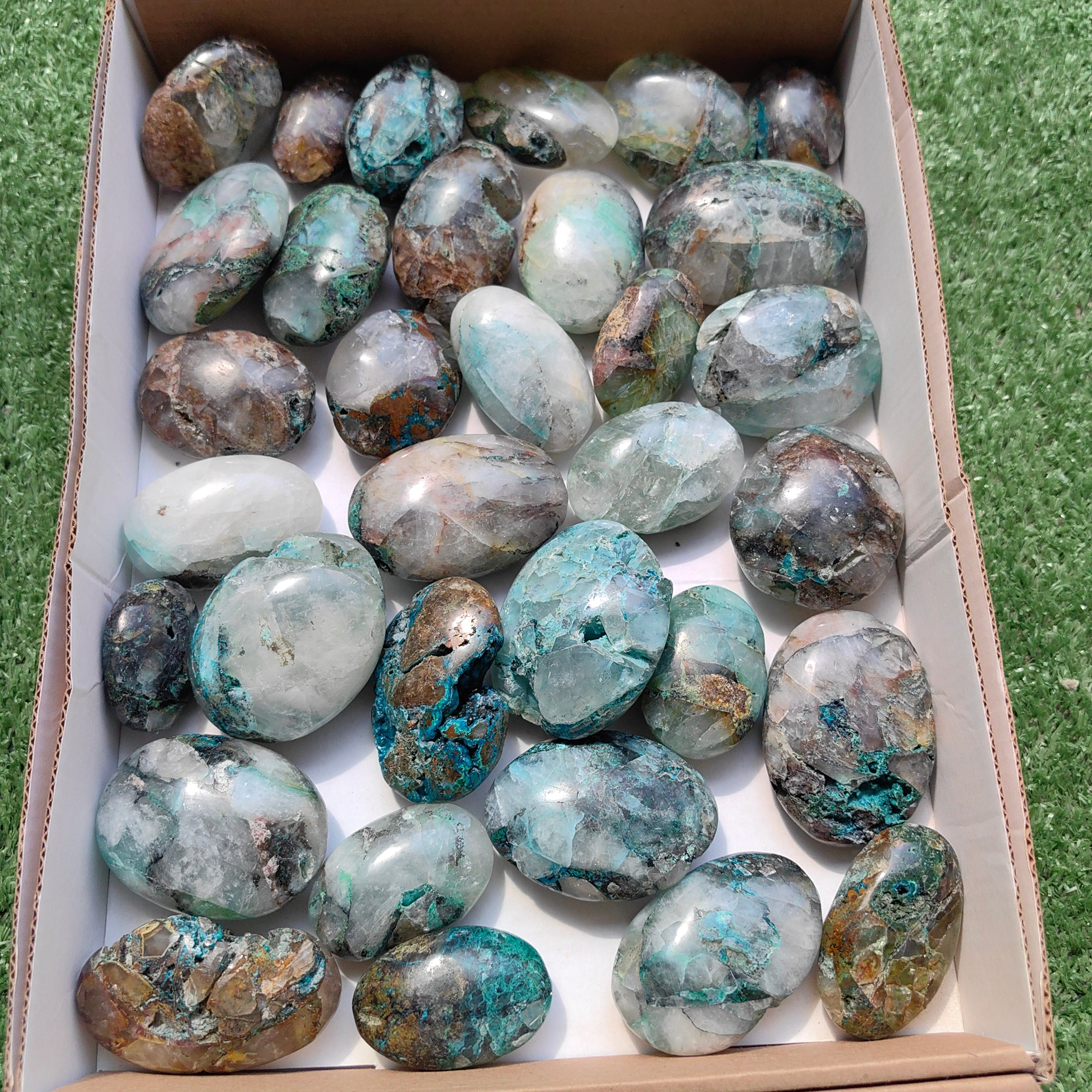 Lot 33 pcs Quamtun quattro palm