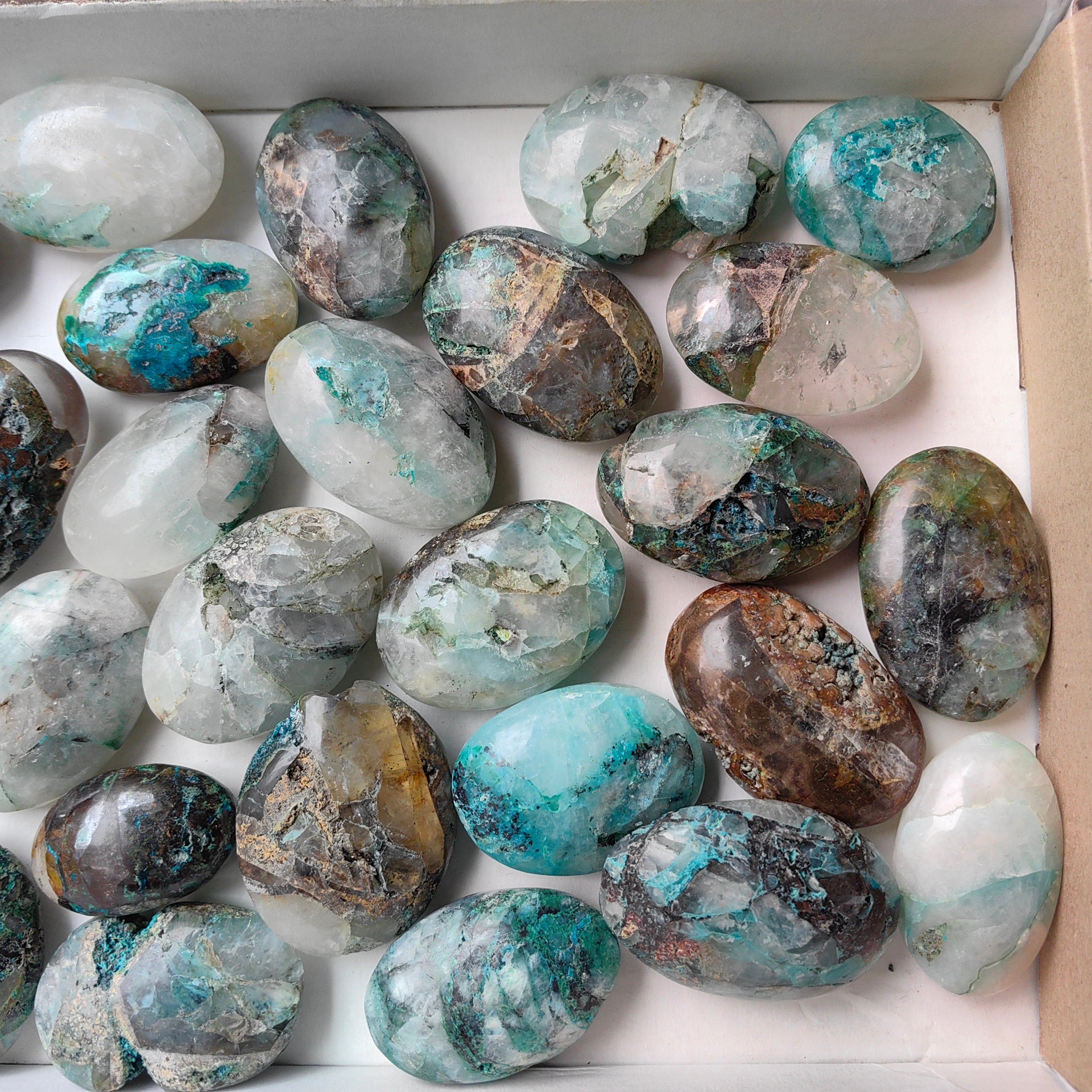Lot 29 pcs Quantum quattro palm