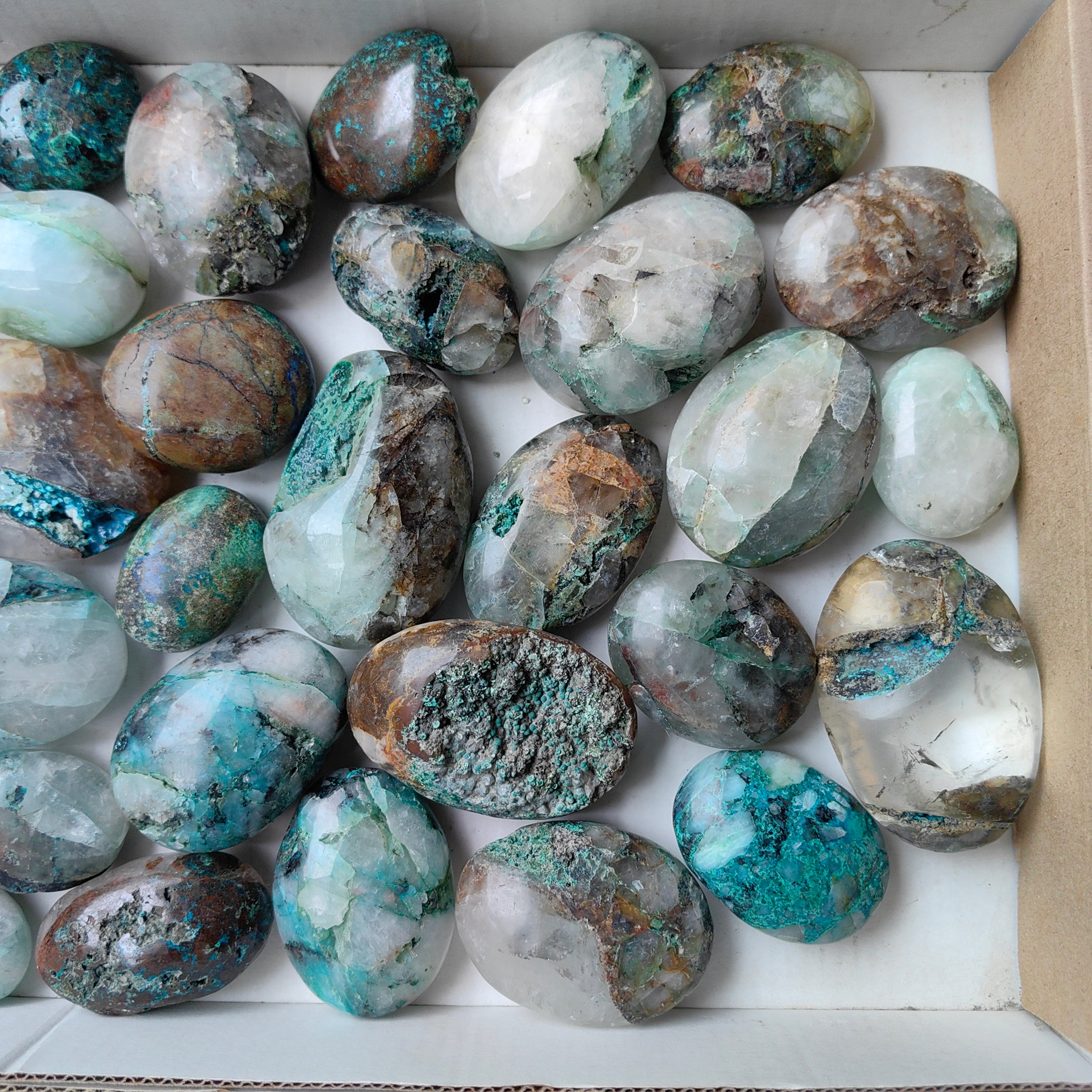 Lot 32 pcs Quantum Quattro palm