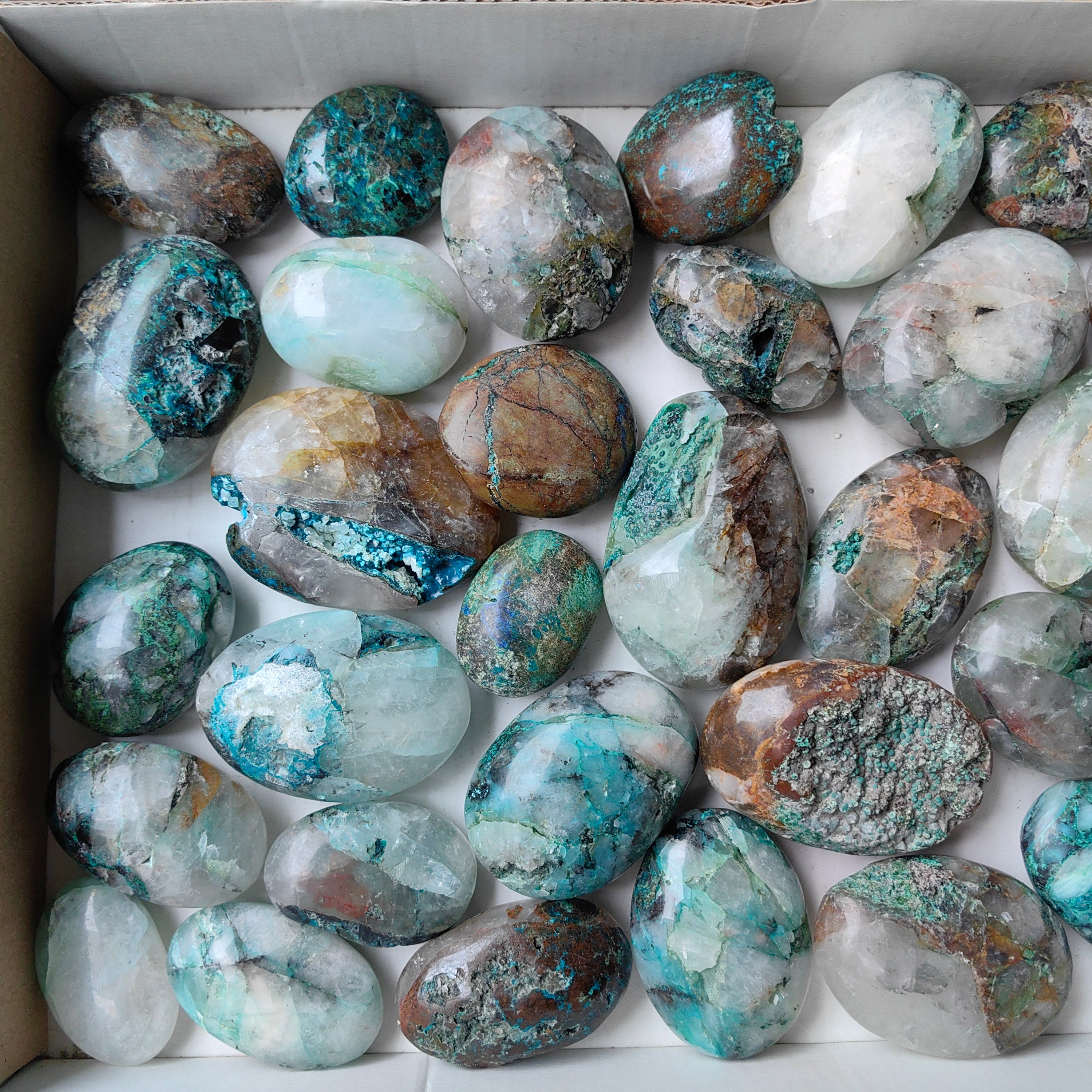 Lot 32 pcs Quantum Quattro palm