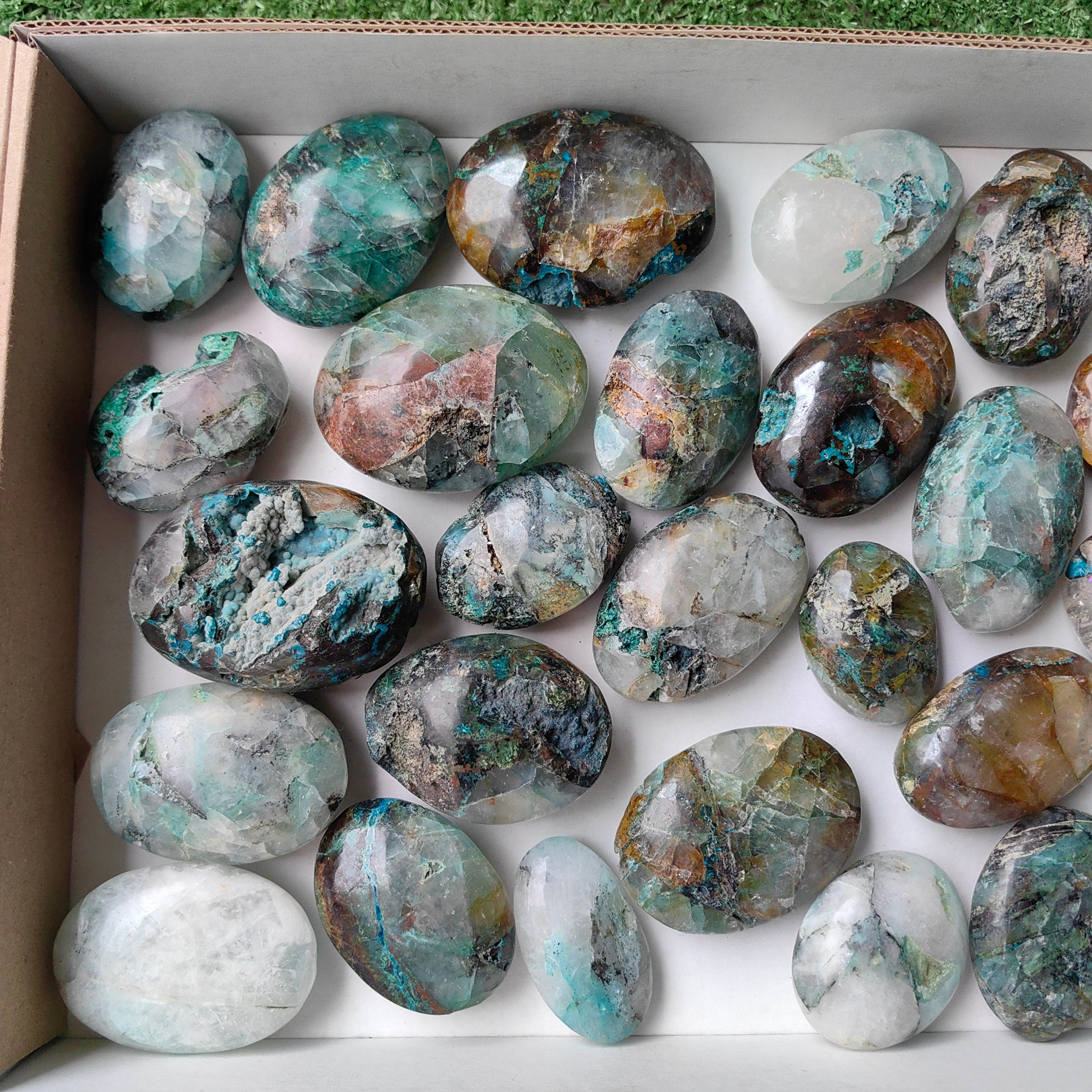 Lot 29 pcs Quantum quattro palm