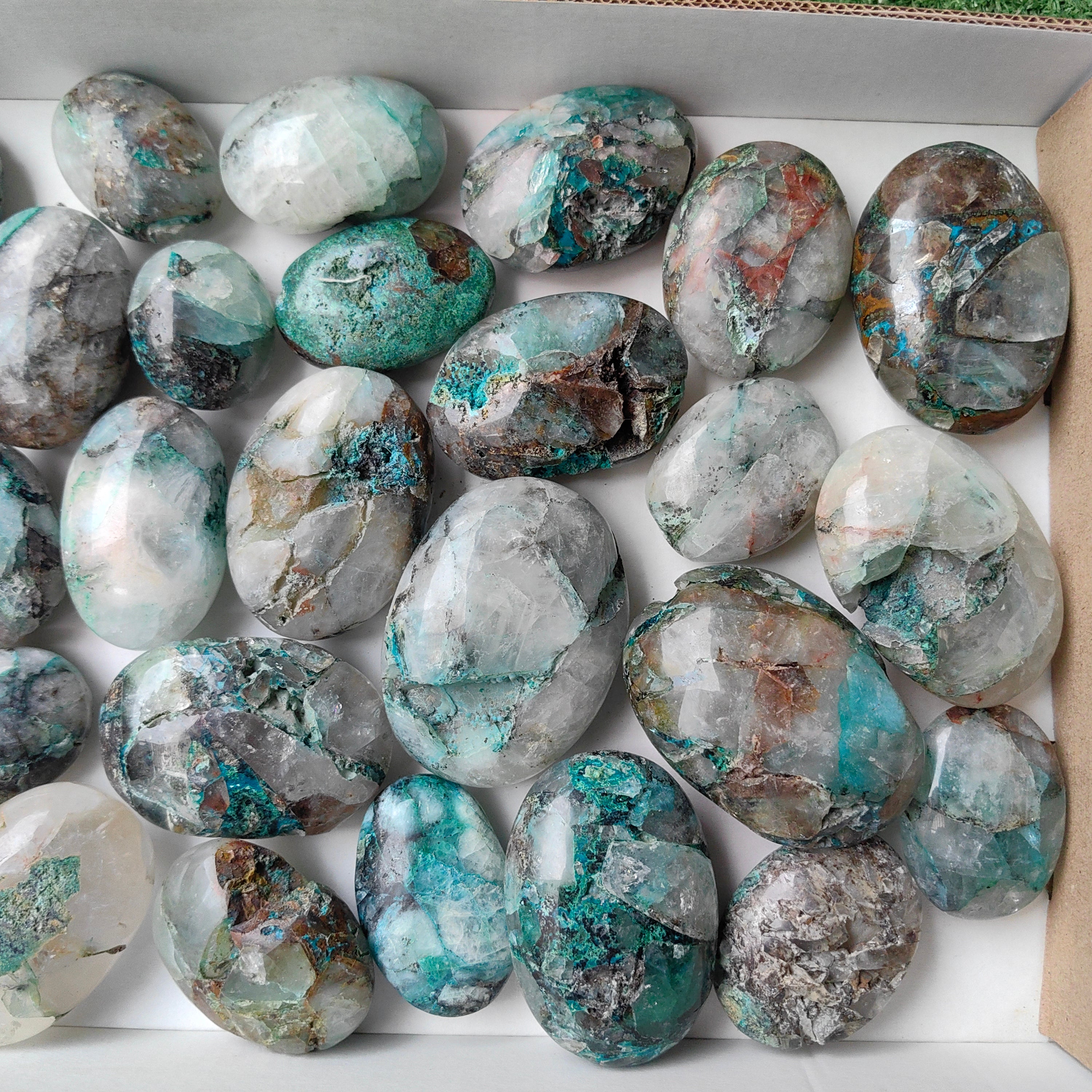 Lot 28 pcs Quantum quattro palm
