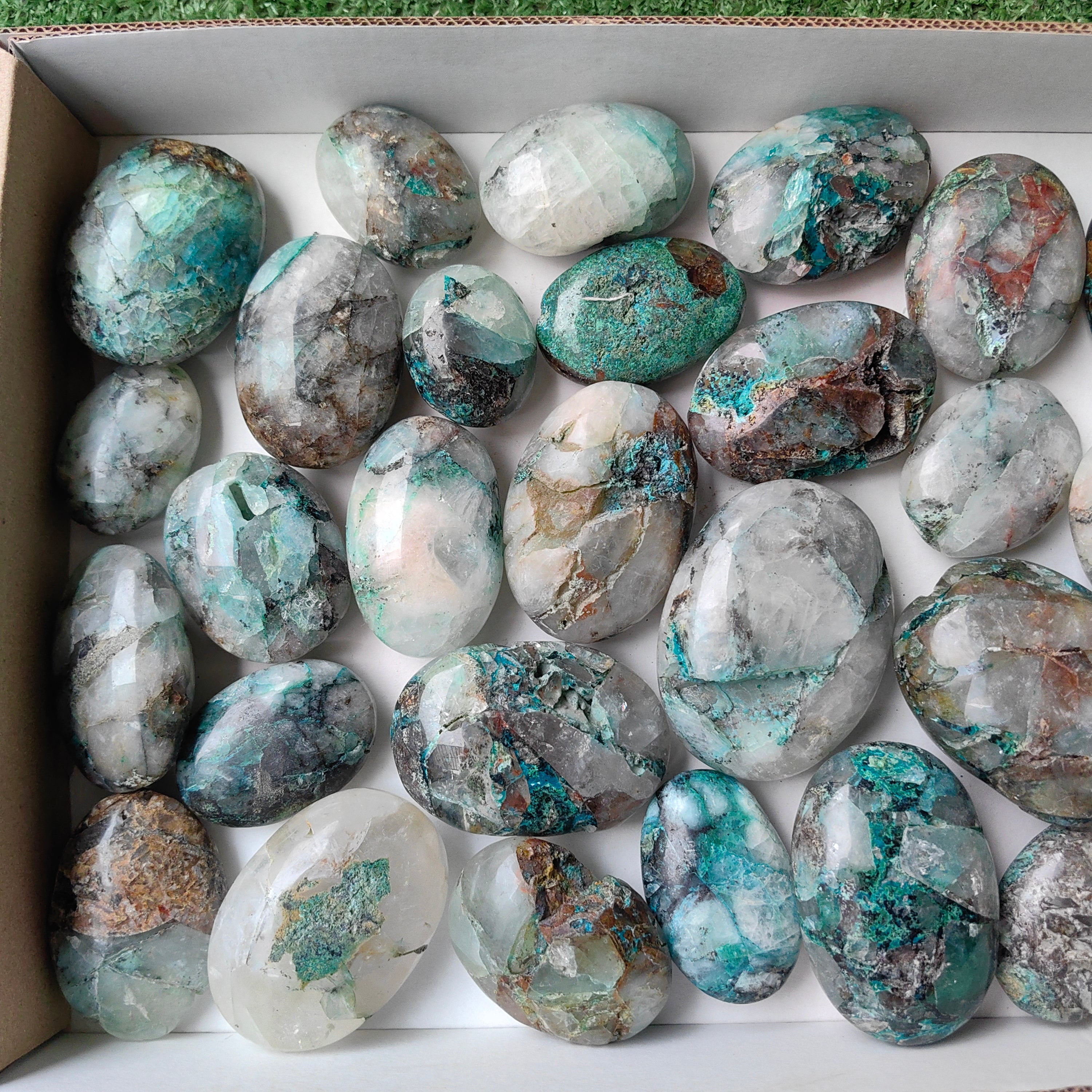 Lot 28 pcs Quantum quattro palm