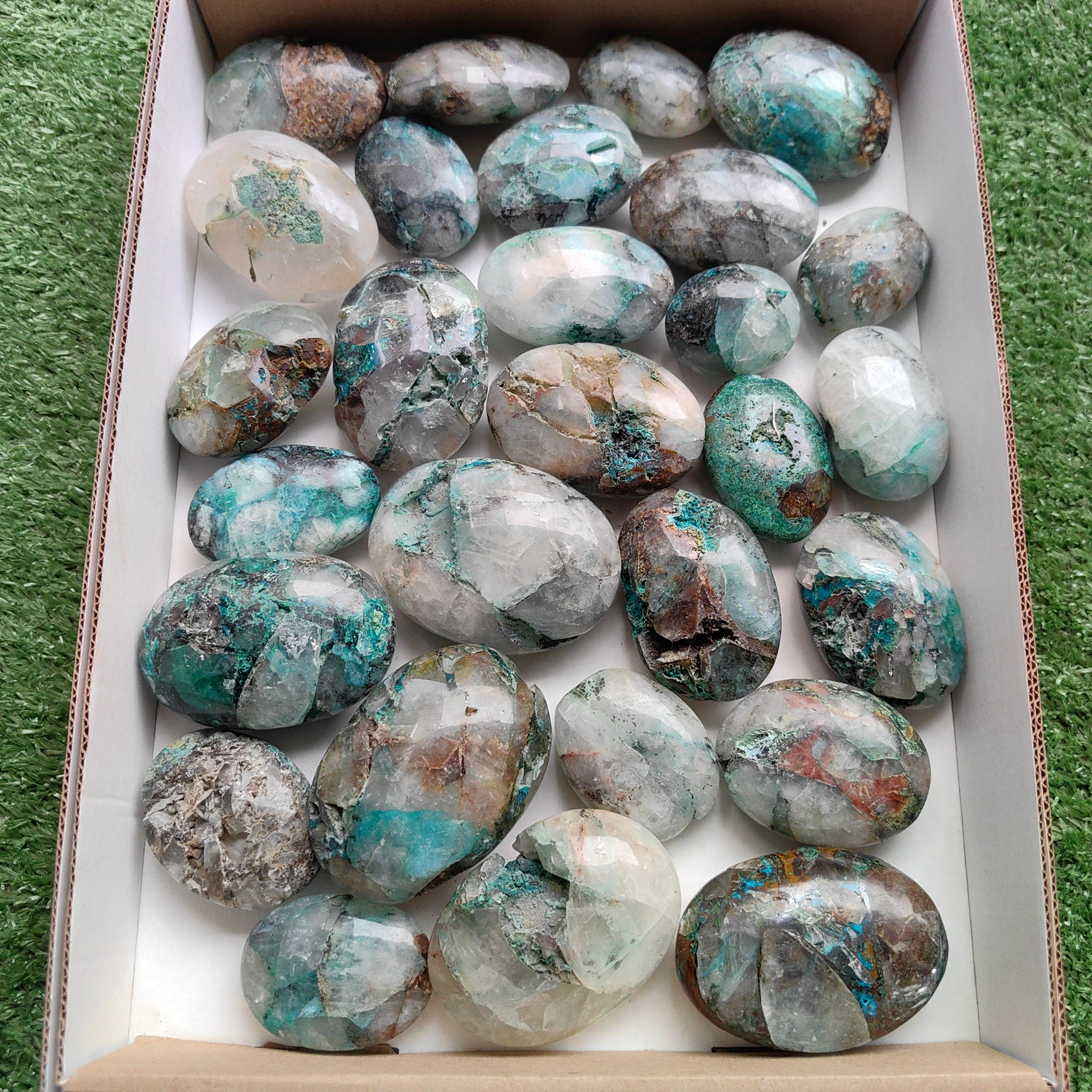 Lot 28 pcs Quantum quattro palm