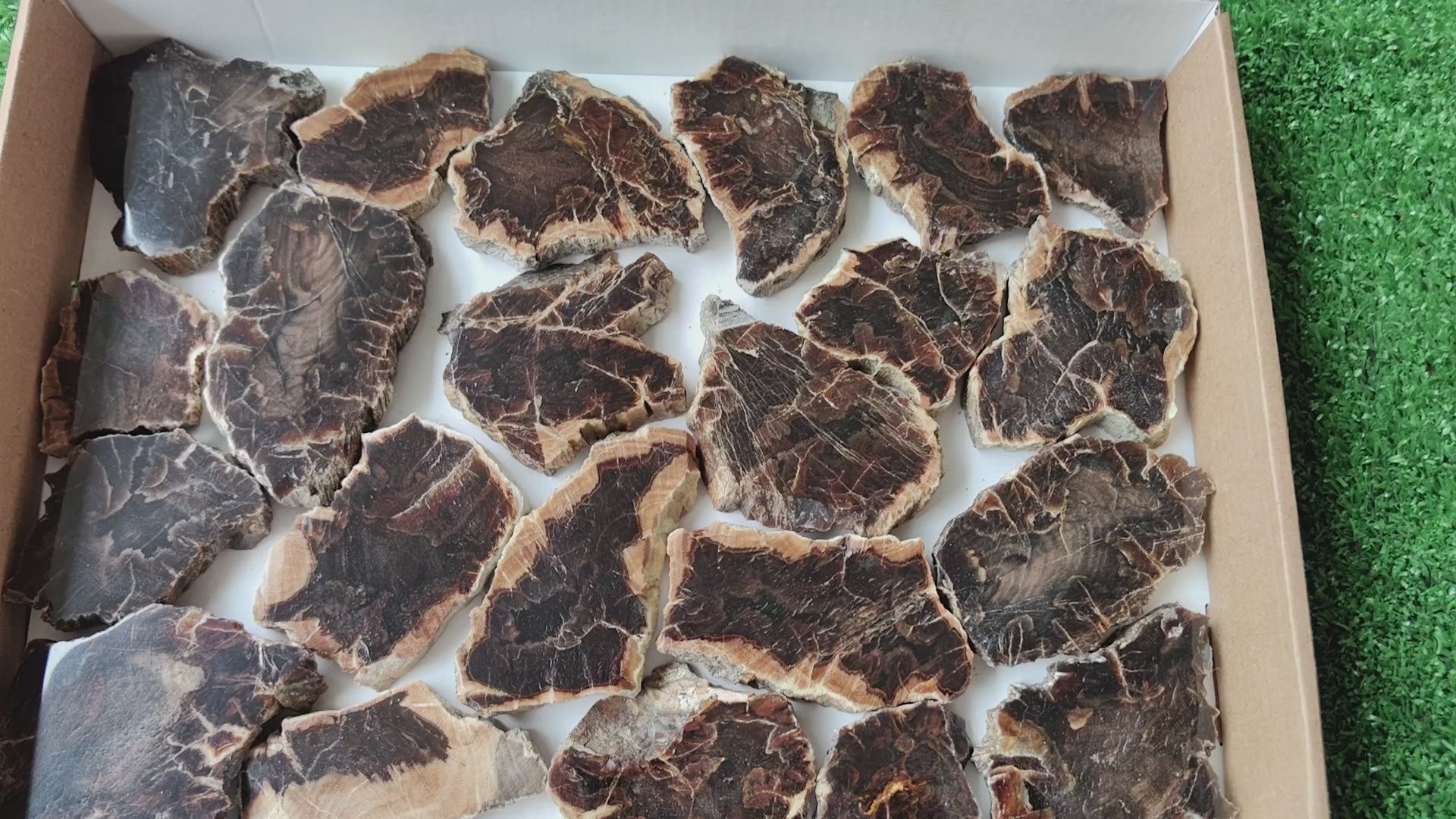 Load video: Lot 22 pcs Agatized Fossilized Wood Slices*