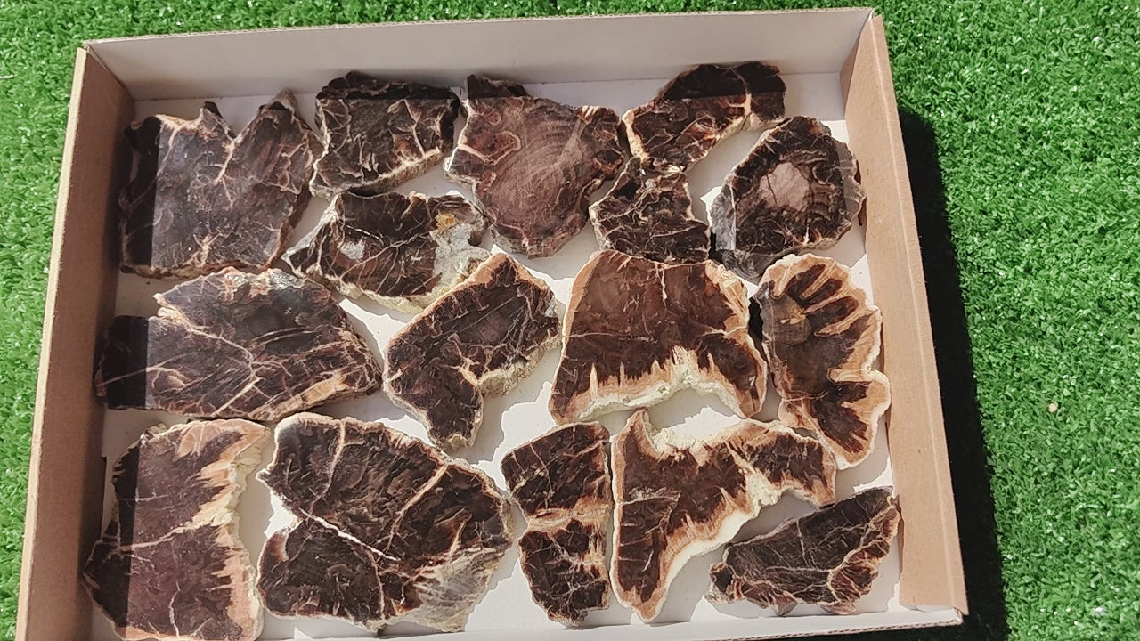 Load video: Lot 16 pcs Agatized Fossilized Wood Slices*