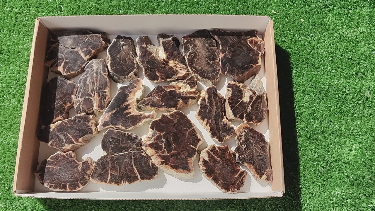Load video: Lot 17 pcs Agatized Fossilized Wood Slices*