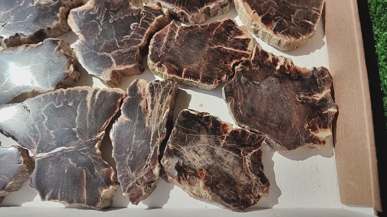 Load video: Lot 18 pcs Agatized Fossilized Wood Slices*