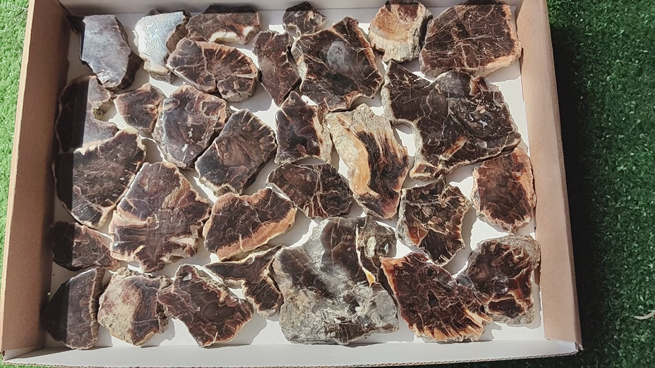 Load video: Lot 30 pcs Agatized Fossilized Wood Slices*