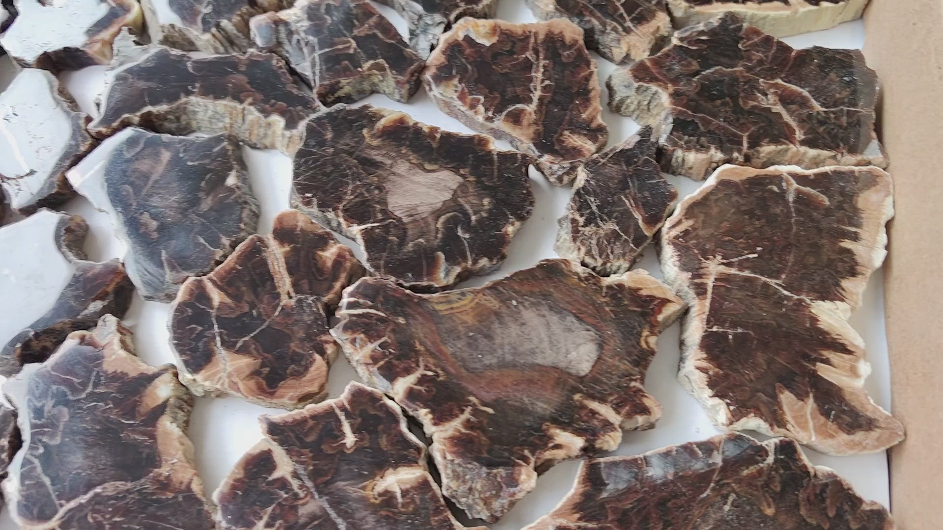 Load video: Lot 25 pcs Agatized Fossilized Wood Slices*