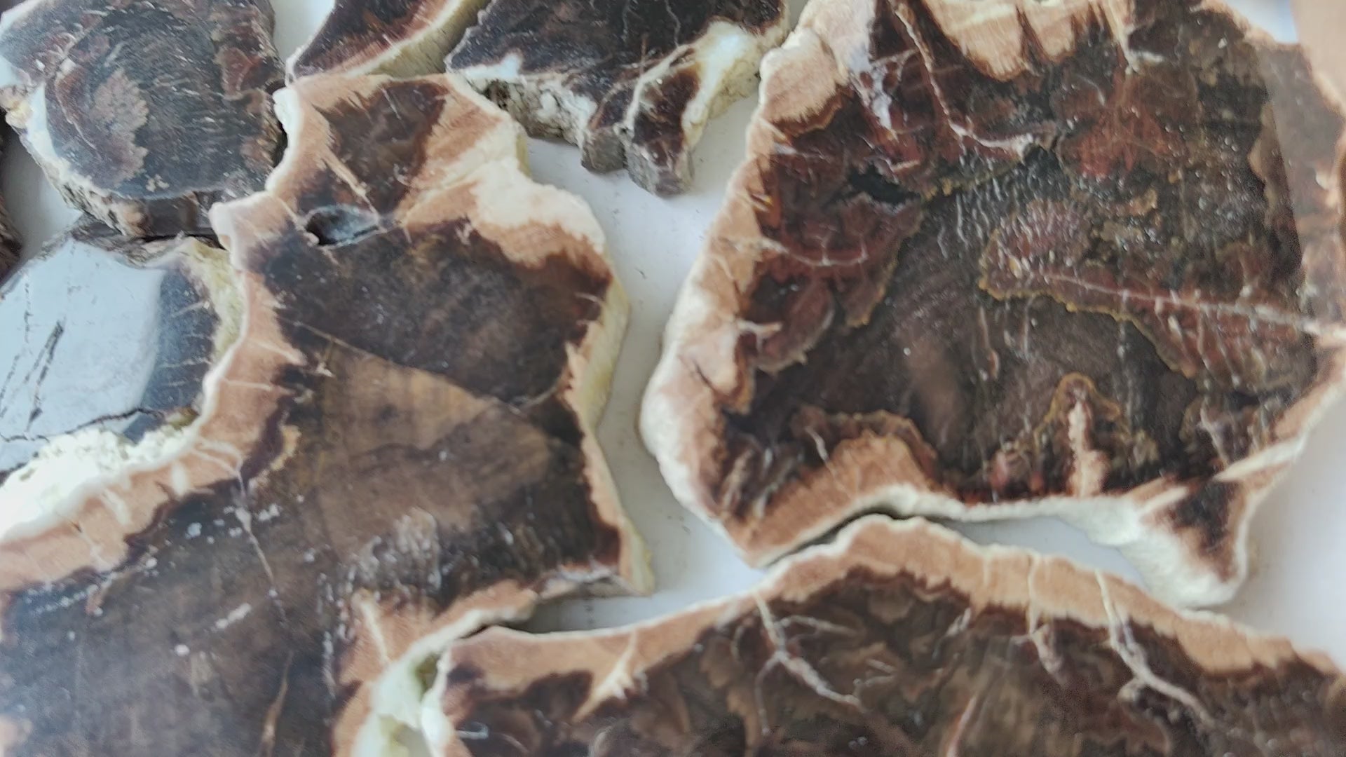 Load video: Lot 26 pcs Agatized Fossilized Wood Slices*