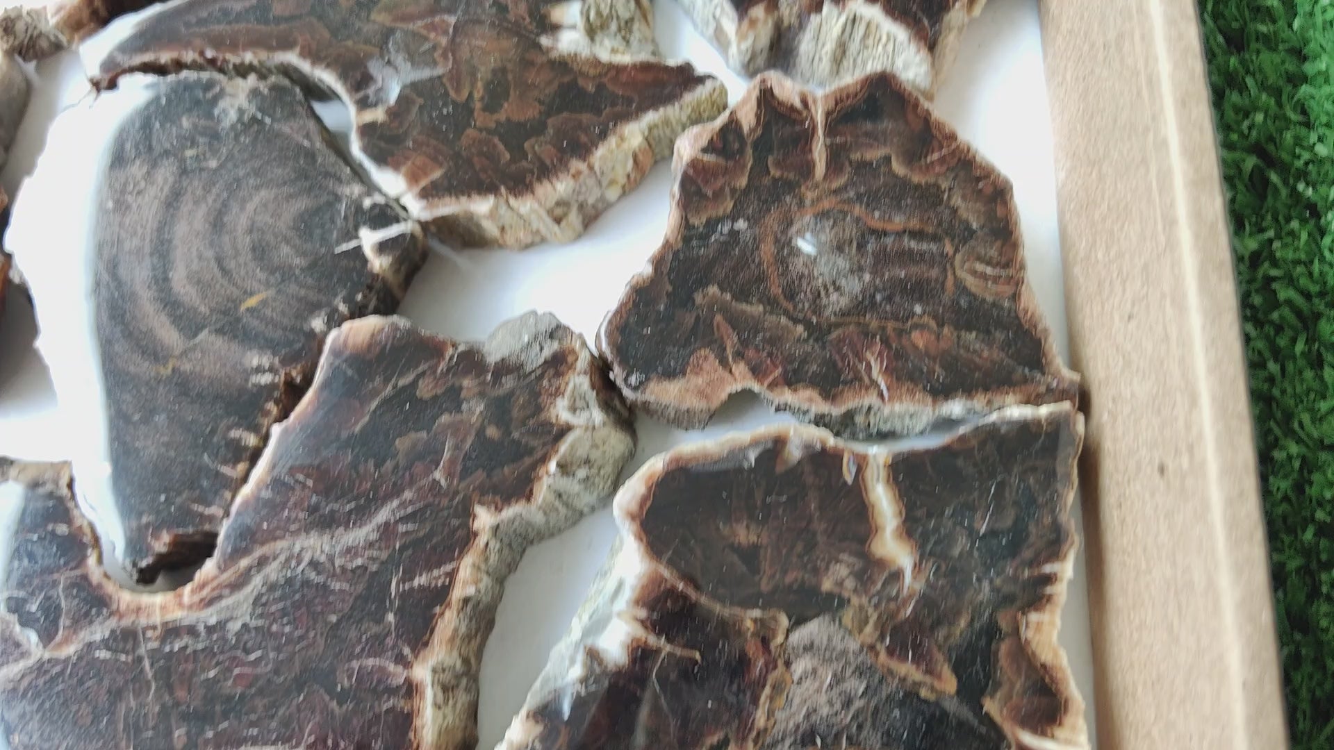 Load video: Lot 19 pcs Agatized Fossilized Wood Slices*