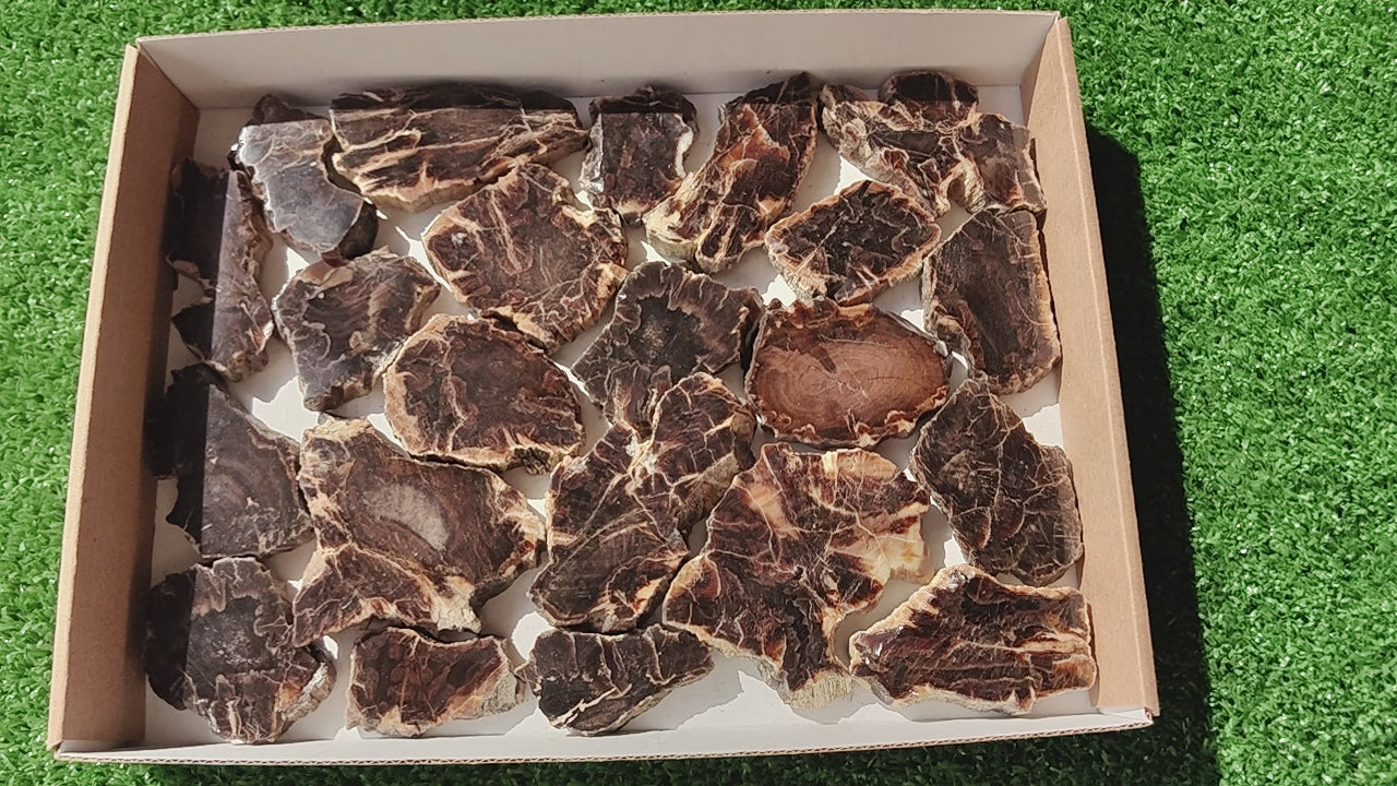 Load video: Lot 22 pcs Agatized Fossilized Wood Slices*