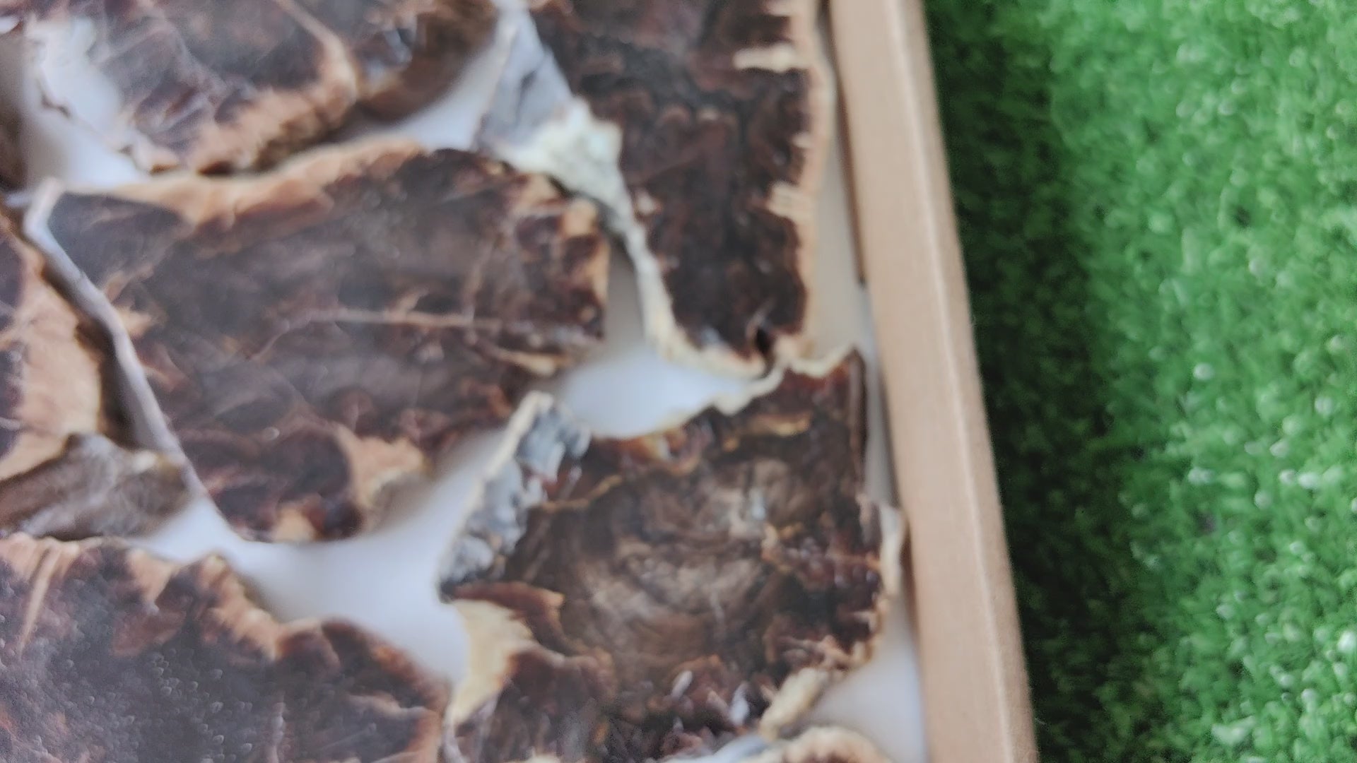 Load video: Lot 16 pcs Agatized Fossilized Wood Slices*