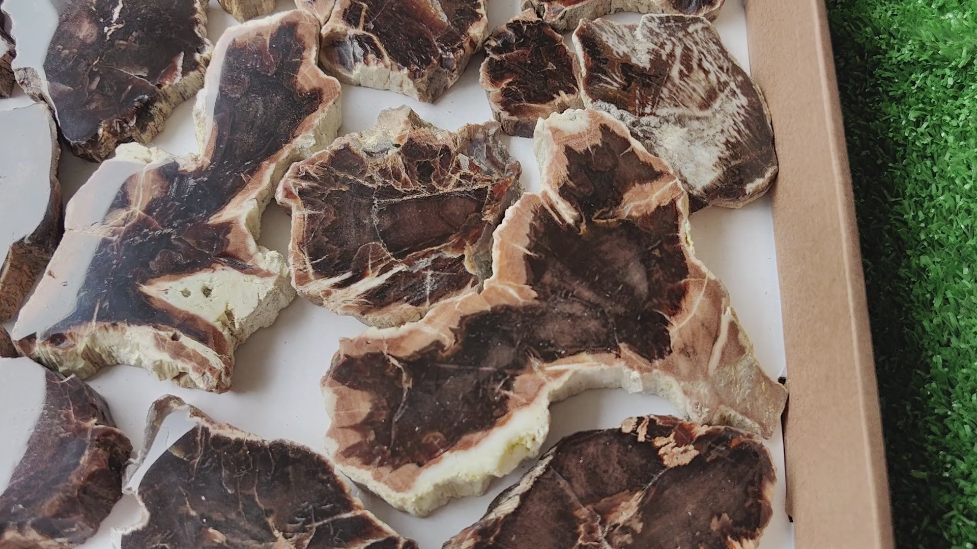 Load video: Lot 19 pcs Agatized Fossilized Wood Slices*