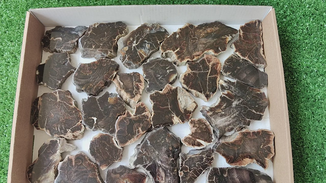 Load video: Lot 25 pcs Agatized Fossilized Wood Slices*