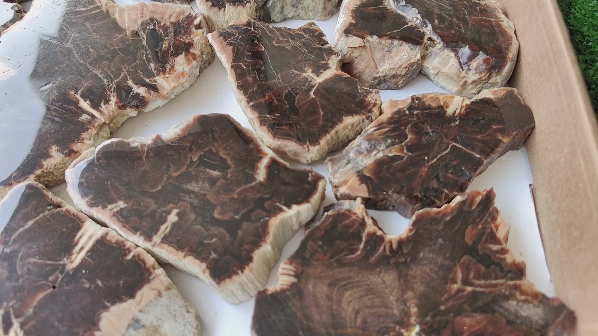 Load video: Lot 14 pcs Agatized Fossilized Wood Slices*