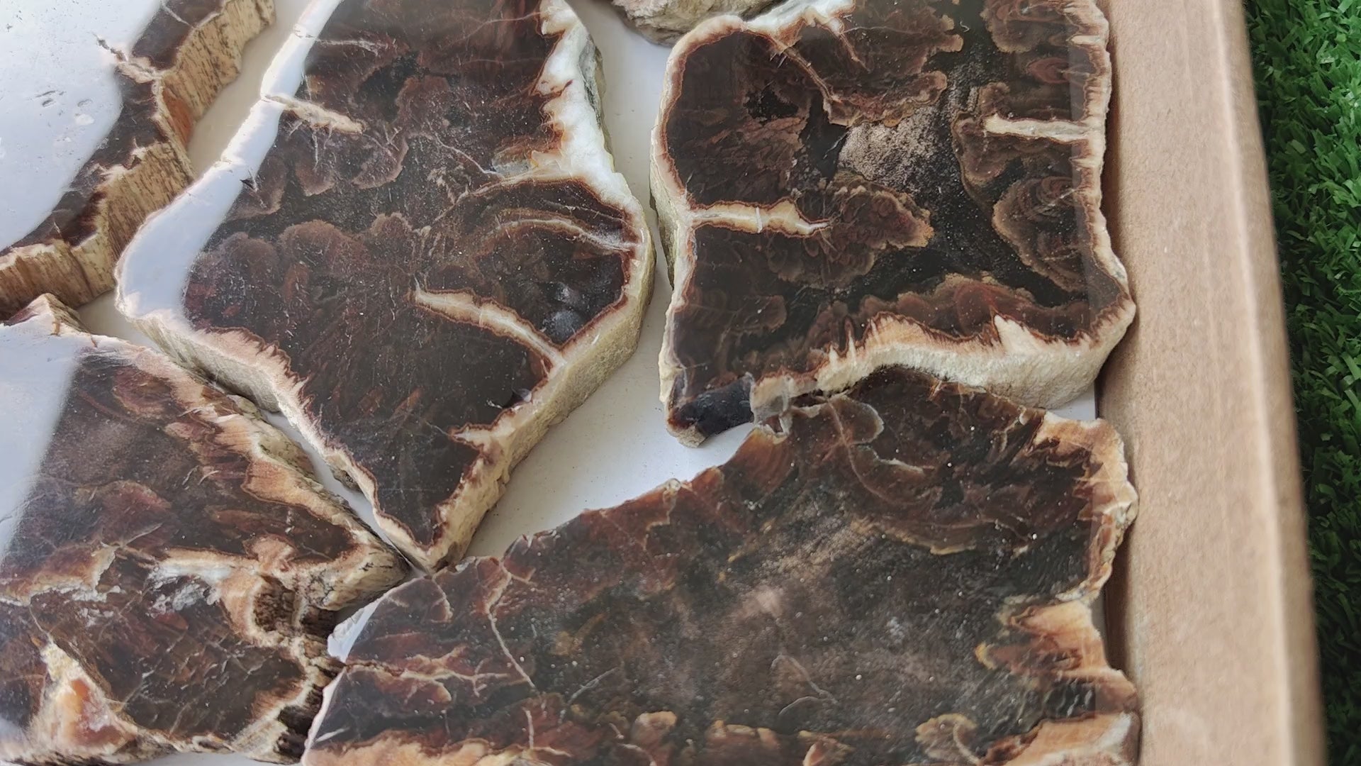 Load video: Lot 14 pcs Agatized Fossilized Wood Slices*