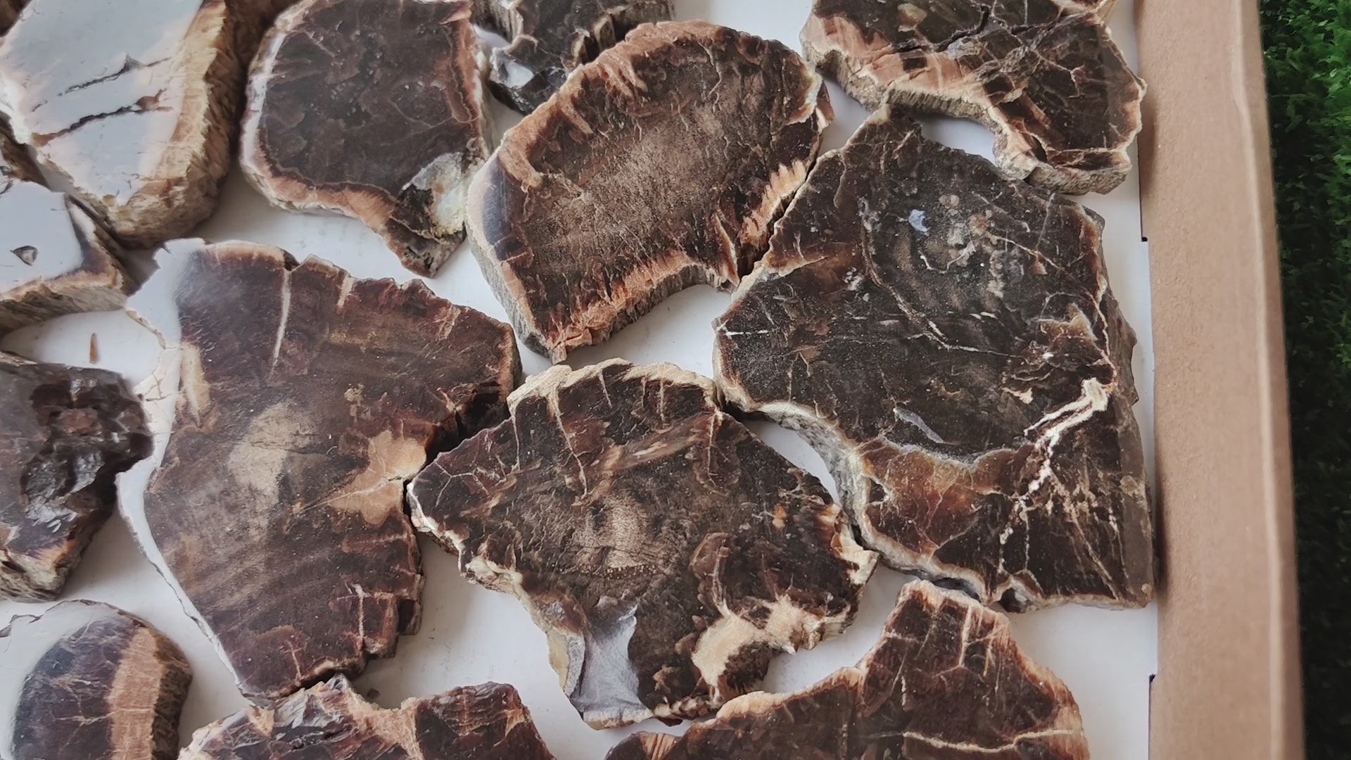 Load video: Lot 17 pcs Agatized Fossilized Wood Slices*