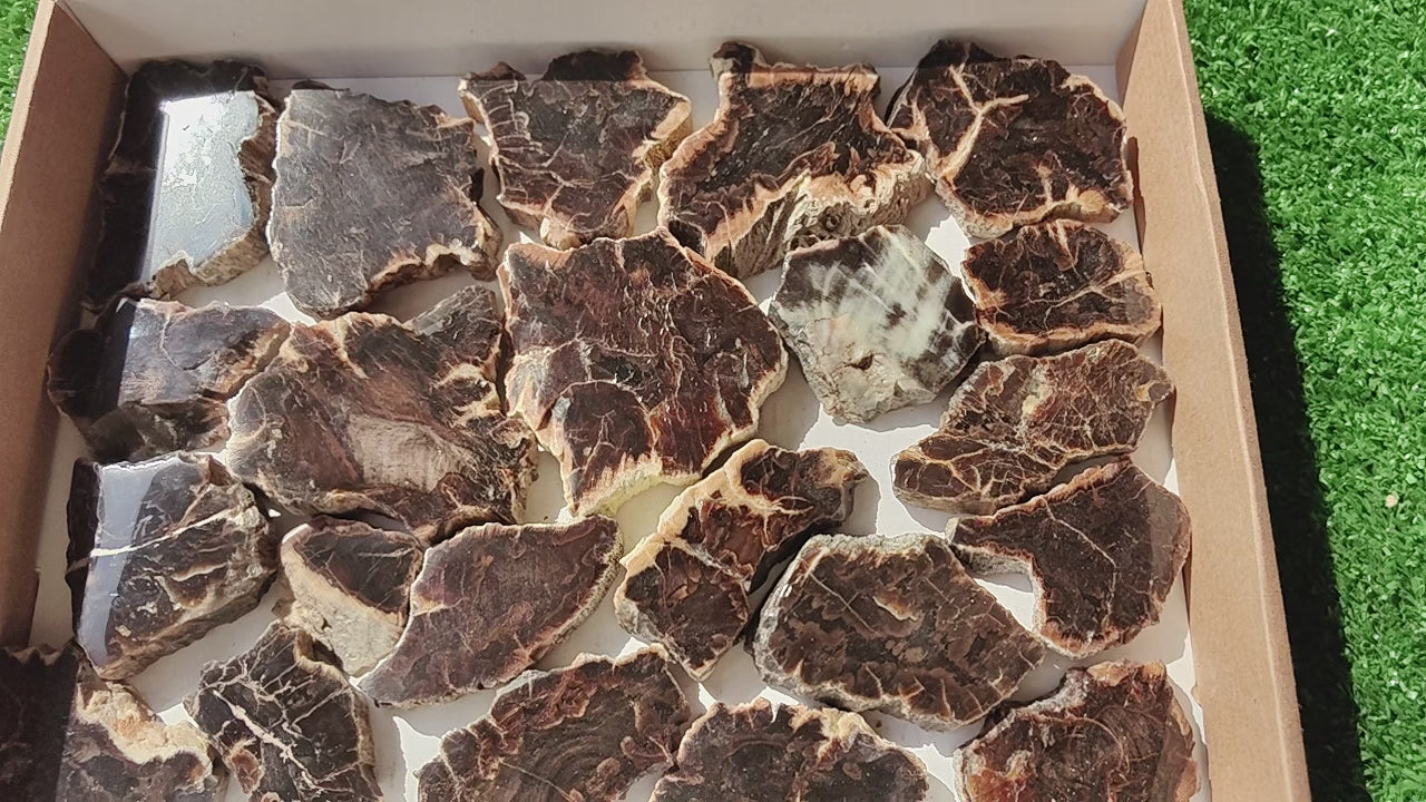 Load video: Lot 22 pcs Agatized Fossilized Wood Slices*