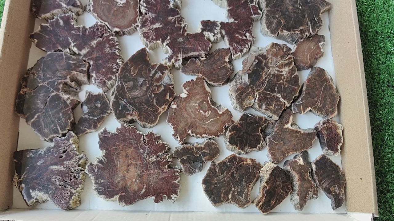 Load video: Lot 24 pcs Agatized Fossilized Wood Slices