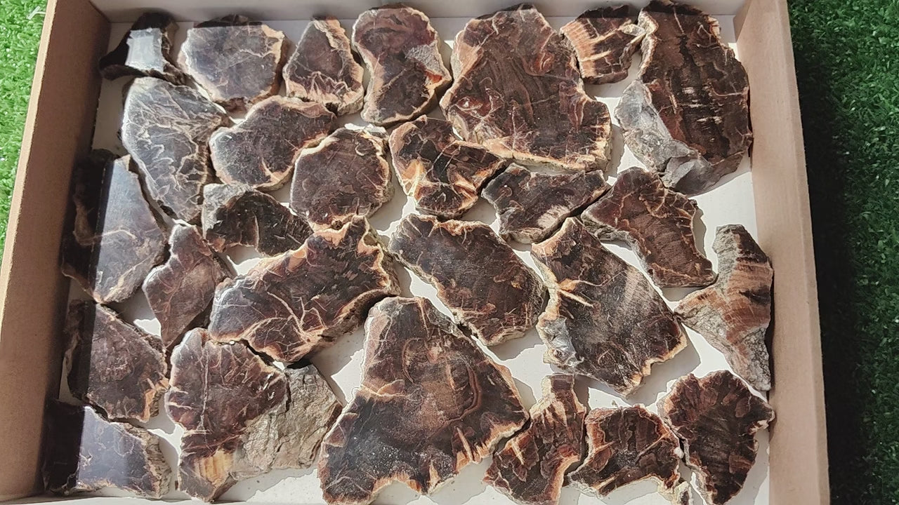 Load video: Lot 27 pcs Agatized Fossilized Wood Slices*