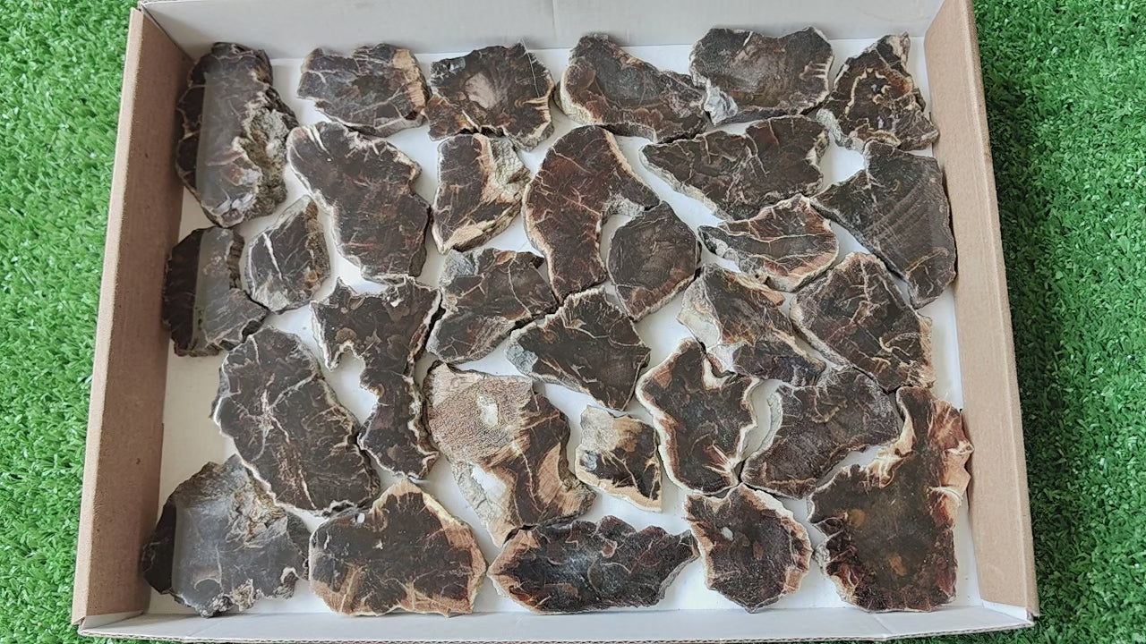 Load video: Lot 30 pcs Agatized Fossilized Wood Slices*