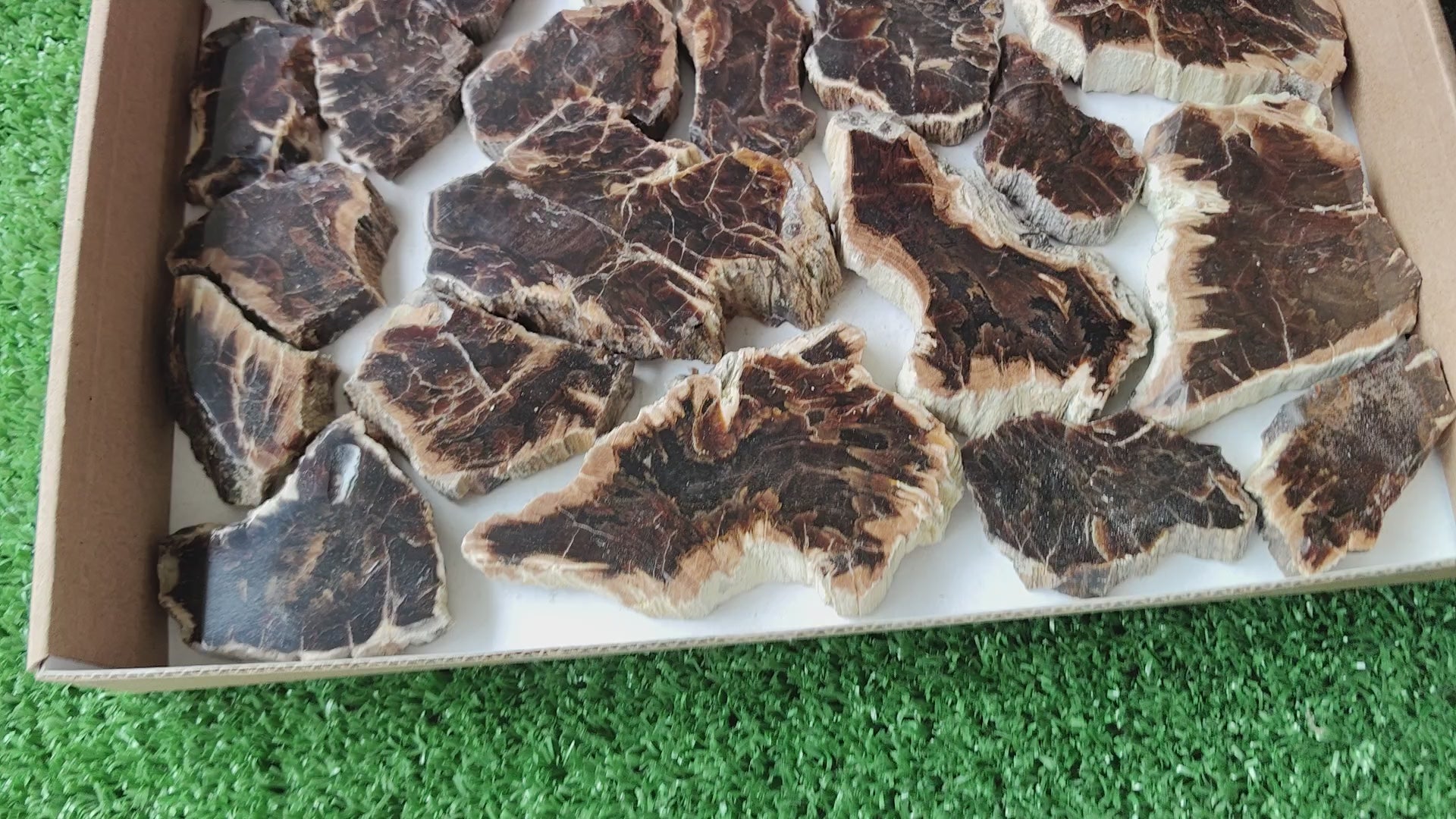 Load video: Lot 24 pcs Agatized Fossilized Wood Slices*