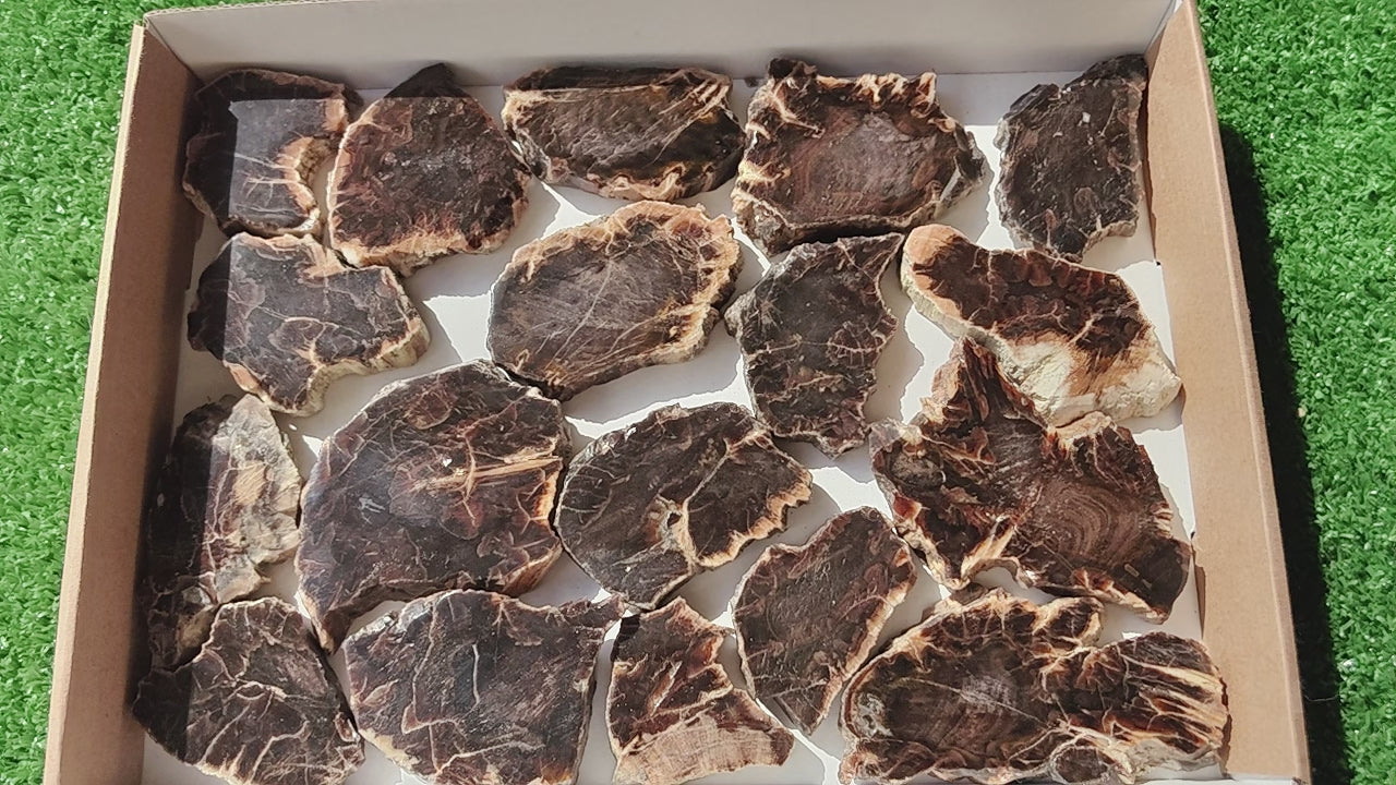 Load video: Lot 18 pcs Agatized Fossilized Wood Slices*