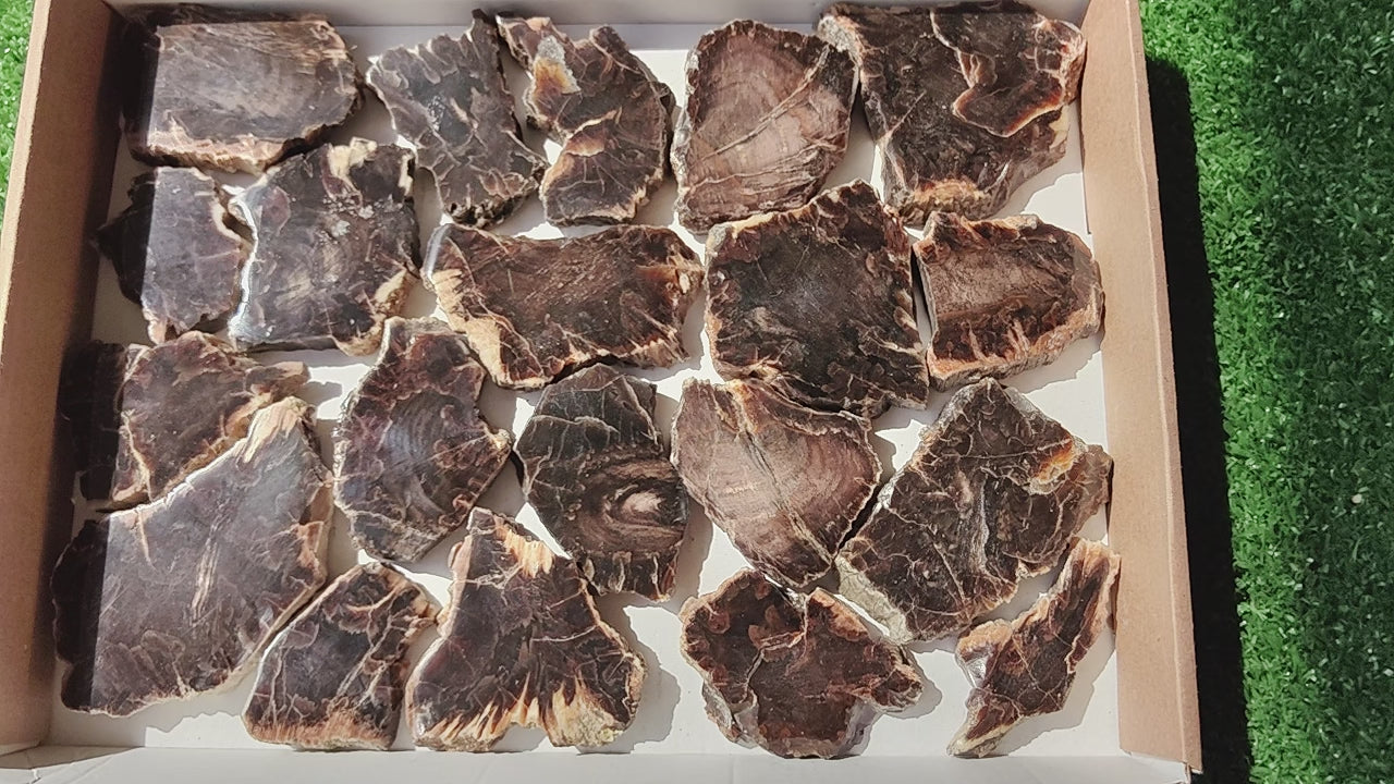Load video: Lot 20 pcs Agatized Fossilized Wood Slices*