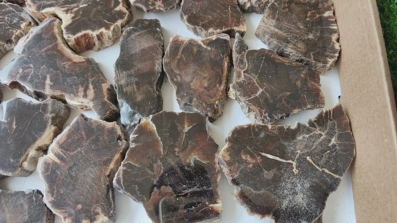Load video: Lot 29 pcs Agatized Fossilized Wood Slices*