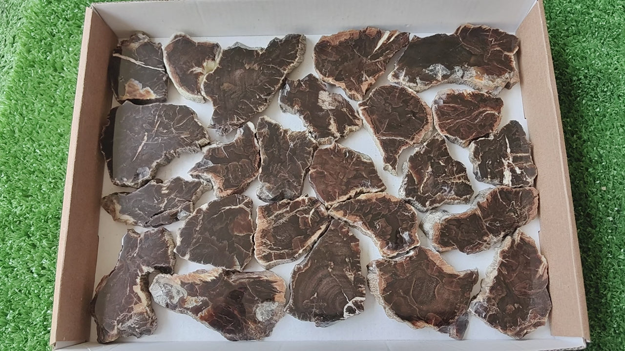Load video: Lot 24 pcs Agatized Fossilized Wood Slices*