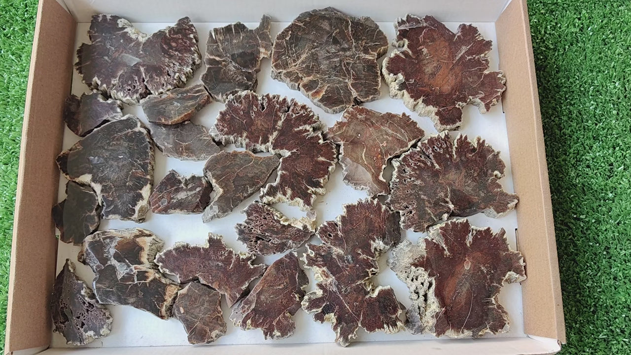 Load video: Lot 22 pcs Agatized Fossilized Wood Slices
