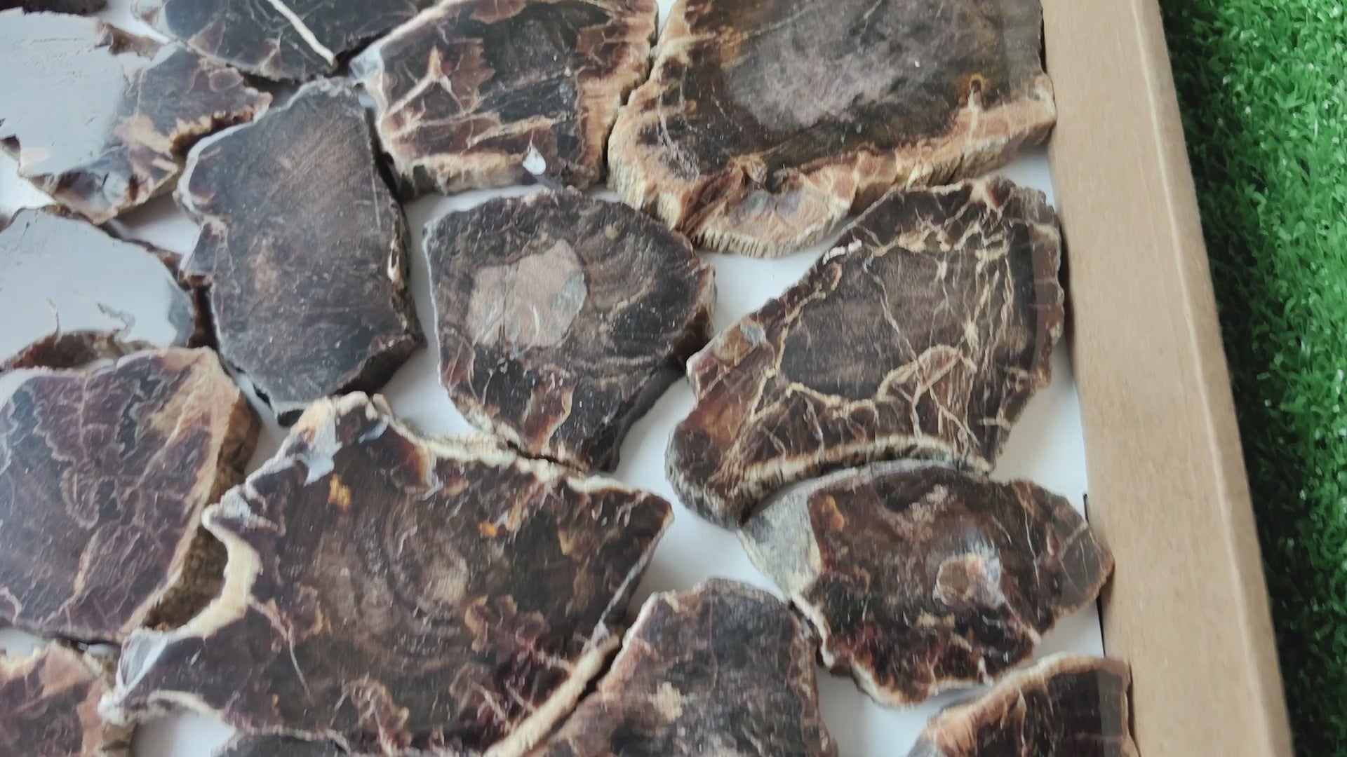 Load video: Lot 31 pcs Agatized Fossilized Wood Slices*