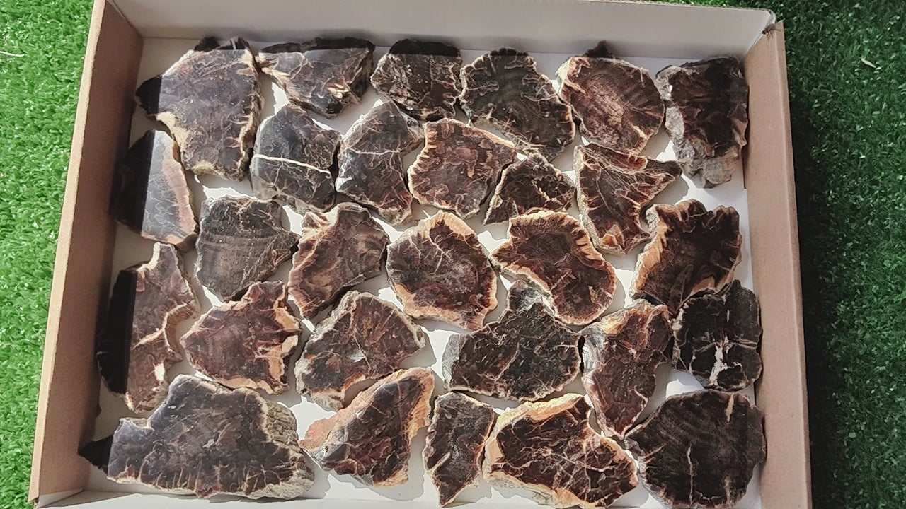 Load video: Lot 28 pcs Agatized Fossilized Wood Slices*