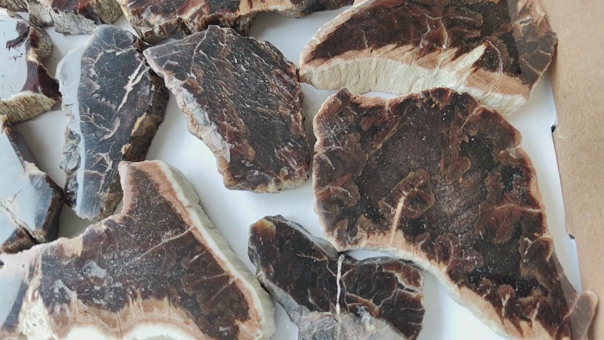 Load video: Lot 22 pcs Agatized Fossilized Wood Slices*