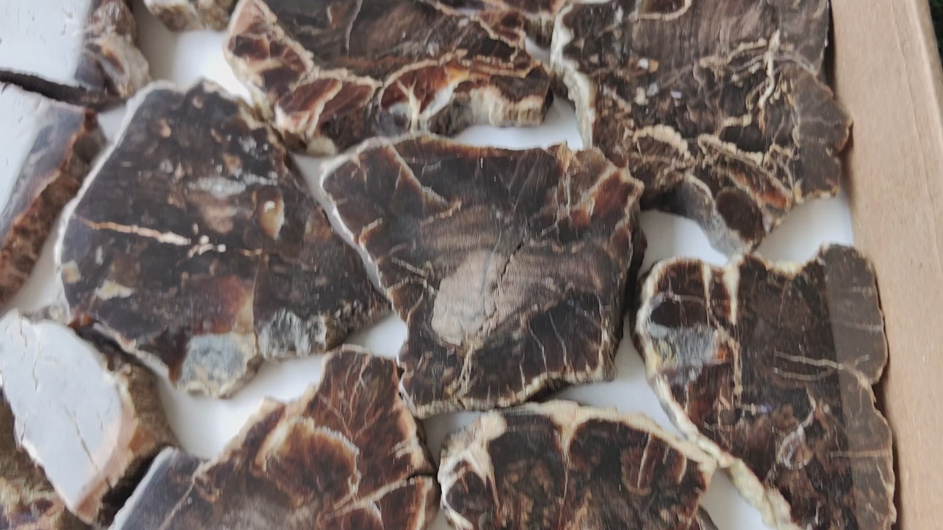 Load video: Lot 18 pcs Agatized Fossilized Wood Slices*