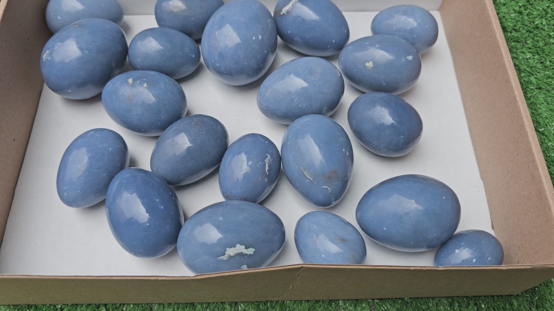 Load video: Lot 20 eggs Angelite*